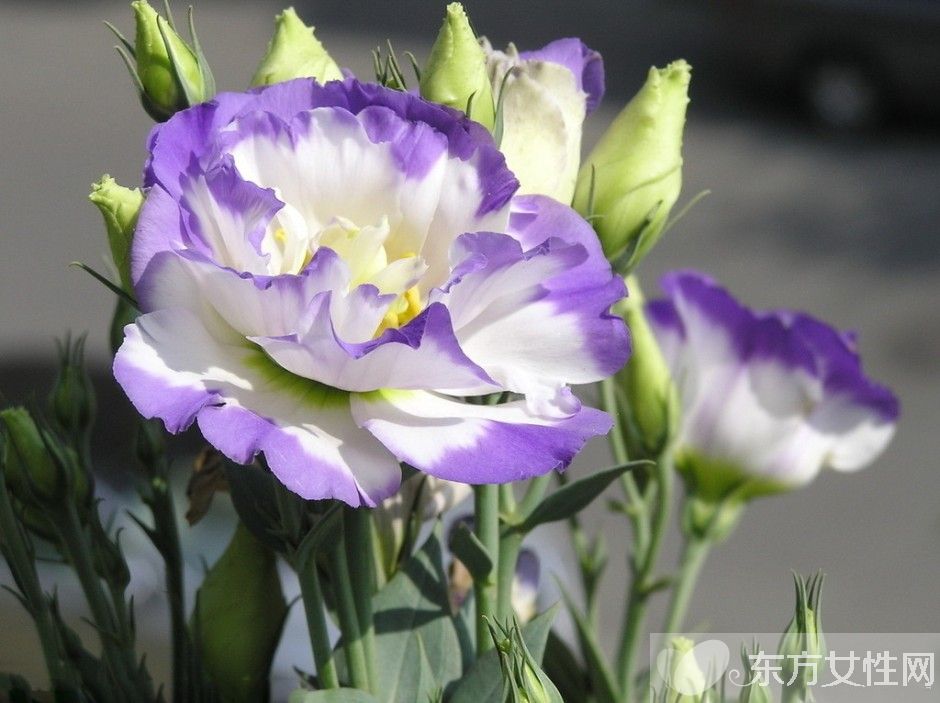 洋桔梗和桔梗的區(qū)別 它們的花語有什么不同呢