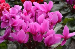 仙客來(lái)花語(yǔ)是什么 仙客來(lái)的養(yǎng)殖方法以及注意事項(xiàng)