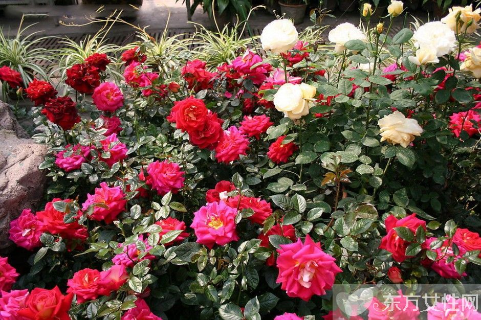 月季的花語是什么 月季花的唯美故事你一定要看