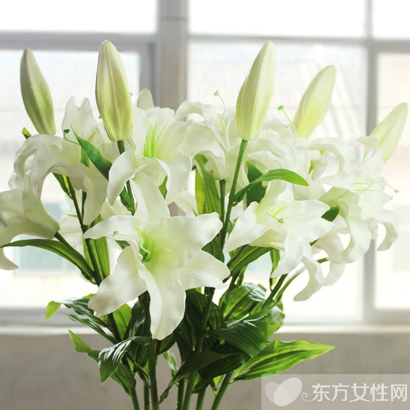 香水百合花語(yǔ)是什么 美麗的香水百合居然有毒