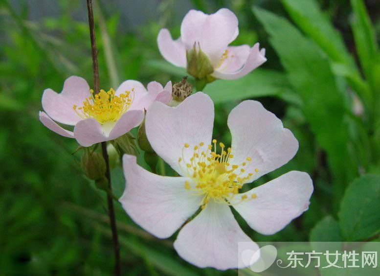 野薔薇花語以及背后的故事 野薔薇的品種介紹