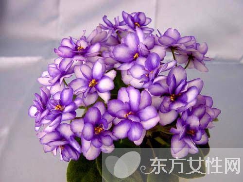 紫羅蘭花語是什么 為什么說紫羅蘭是最神秘的花