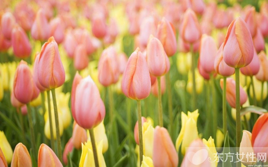 郁金香的花語(yǔ)是什么 郁金香原來是這么來的