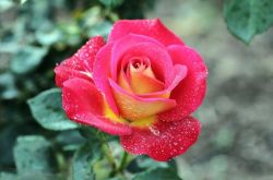 一年四季都盛開的花是什么花 它們的話語是什么