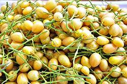 黃皮的功效與作用有哪些 教你如何挑選黃皮果