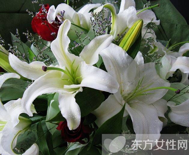 香水百合花語(yǔ)是什么 美麗的香水百合居然有毒