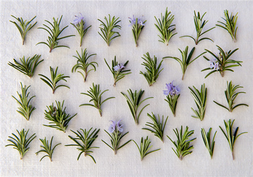 迷迭香的功效與作用 有助于提高青少年的記憶力