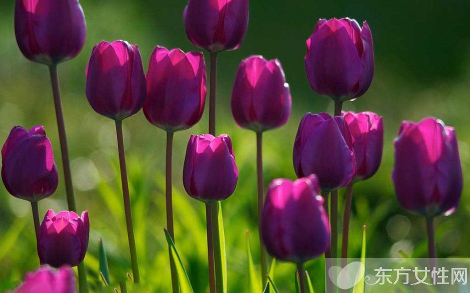 郁金香的花語(yǔ)是什么 郁金香原來是這么來的