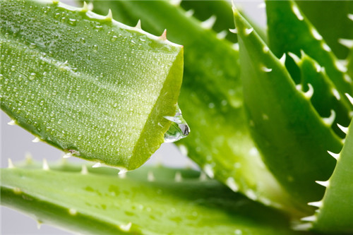 蘆薈怎么美容 調(diào)節(jié)皮膚水油平衡就靠它