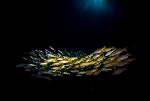 黃花魚是海魚嗎 黃花魚的營養(yǎng)價(jià)值有哪些