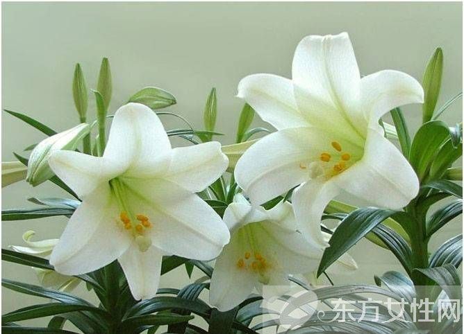 百合的花語和傳說是什么 盤點(diǎn)所有百合的寓意