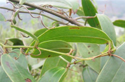 土茯苓的功效與作用有哪些 有什么注意事項(xiàng)