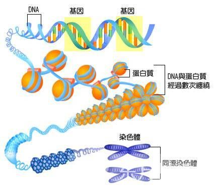 什么是染色體核型分析 染色體核型分析報告怎么看