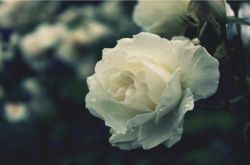 玫瑰的花語(yǔ)是什么  揭各種顏色數(shù)量玫瑰所蘊(yùn)含的花語(yǔ)