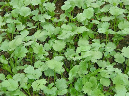 香菜的功效與作用 香菜的副作用有哪些