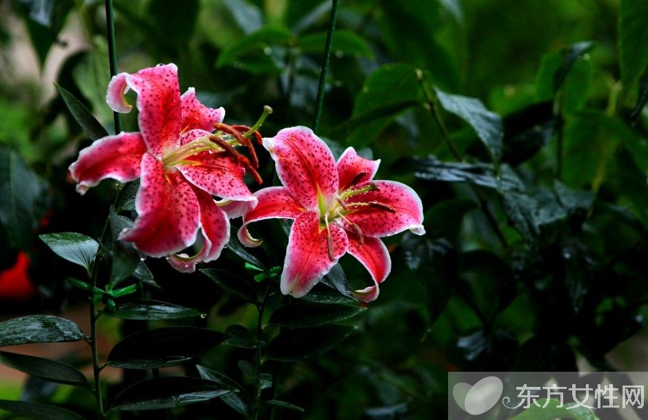 香水百合花語及傳說大全  香水百合應(yīng)該怎么養(yǎng)