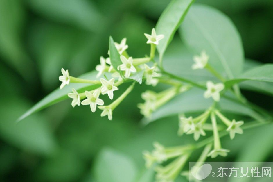 驅(qū)蚊的植物有哪些 9大夏季驅(qū)蚊謠言你知多少