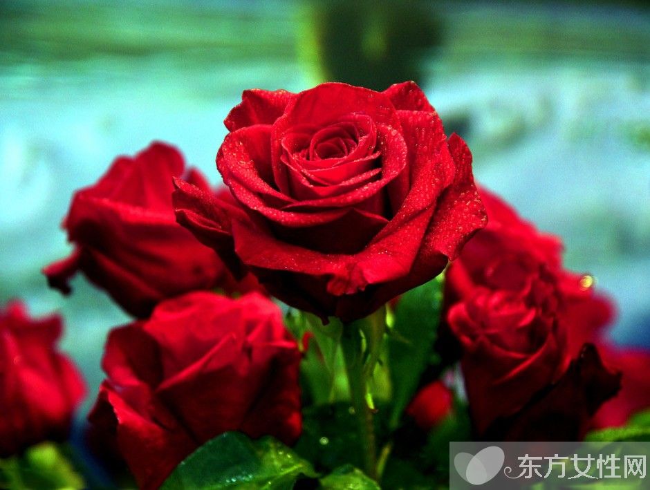 33朵玫瑰代表什么 玫瑰花的花語是什么