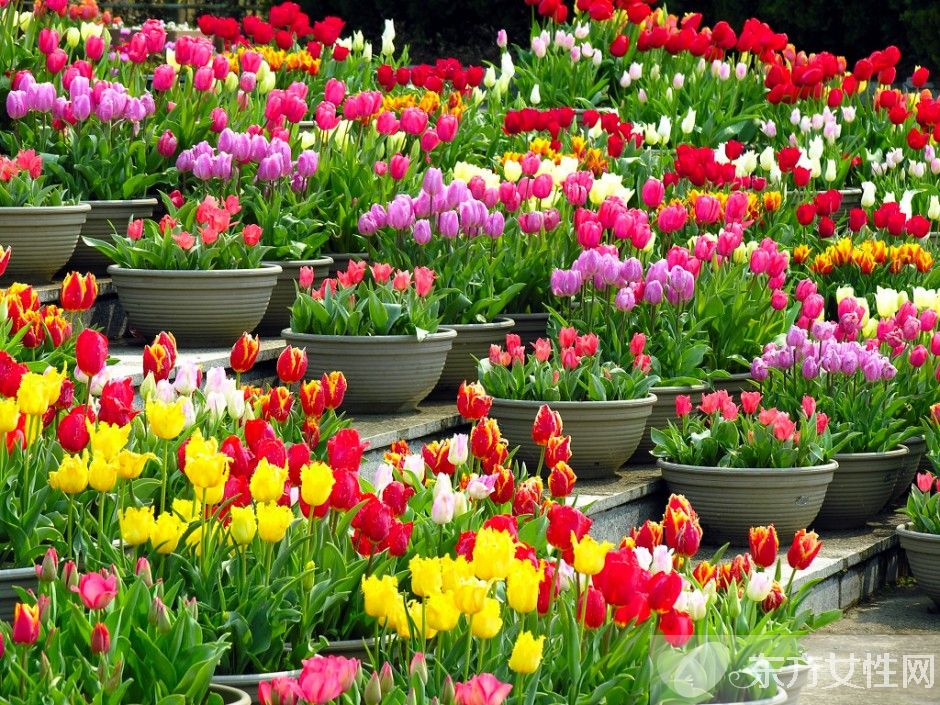 郁金香的花語(yǔ)是什么 郁金香原來是這么來的