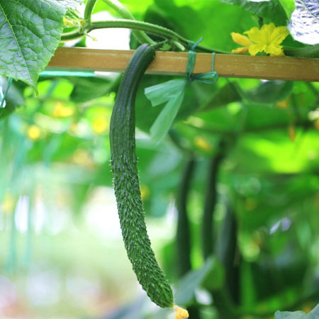 黃瓜籽的功效與作用有哪些 黃瓜籽食療方介紹