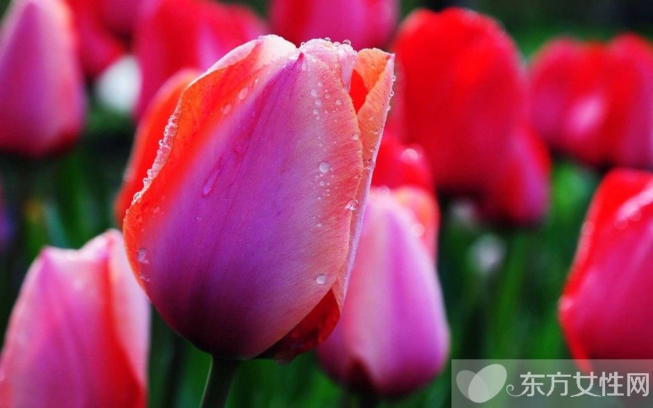 郁金香的花語(yǔ)是什么 郁金香原來是這么來的