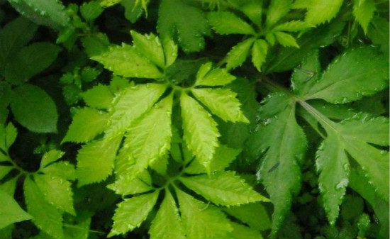 絞股藍泡水喝的功效 絞股藍食用方法