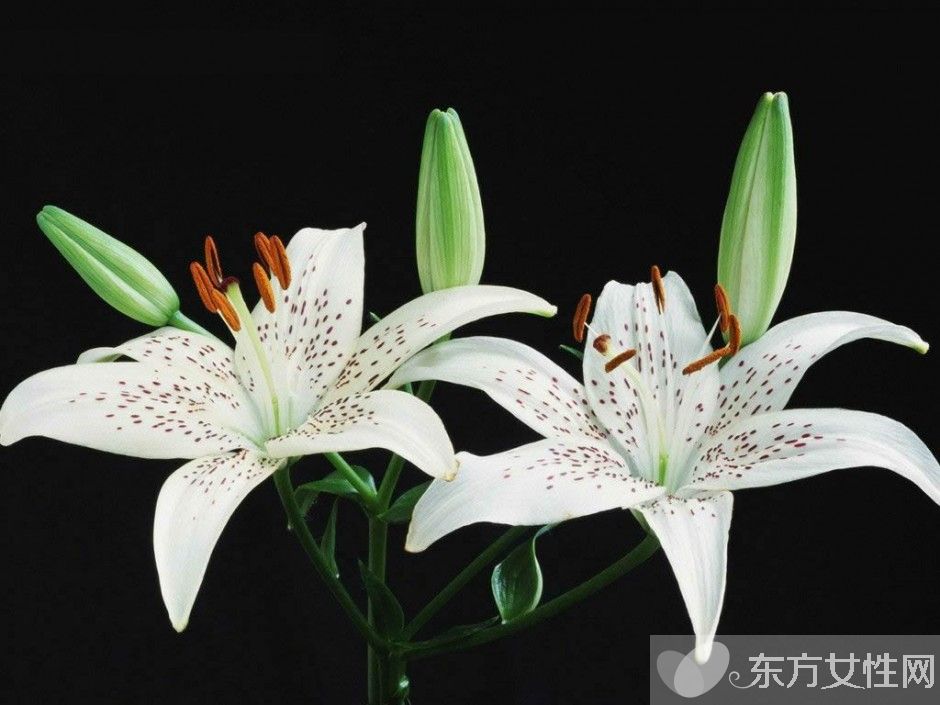 百合的花語和傳說是什么 盤點(diǎn)所有百合的寓意