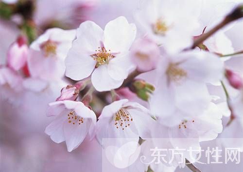 桃花什么時(shí)候開 你了解桃花嗎