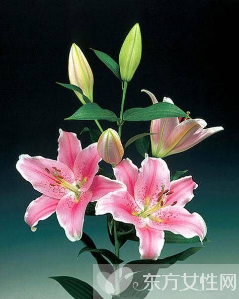 百合的花語和傳說是什么 盤點(diǎn)所有百合的寓意