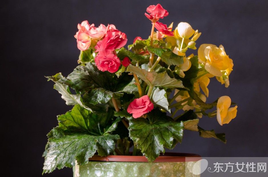 一年四季都盛開的花是什么花 它們的話語(yǔ)是什么