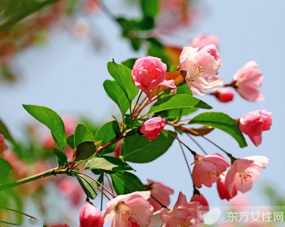 海棠花花語是什么 為什么海棠花沒有香味呢