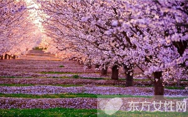 櫻花的花語(yǔ)是什么 櫻花的愛(ài)情傳說(shuō)是怎樣的