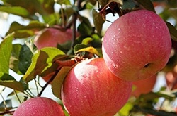 吃蘋果有什么好處呢 能給人體帶來怎樣的益處