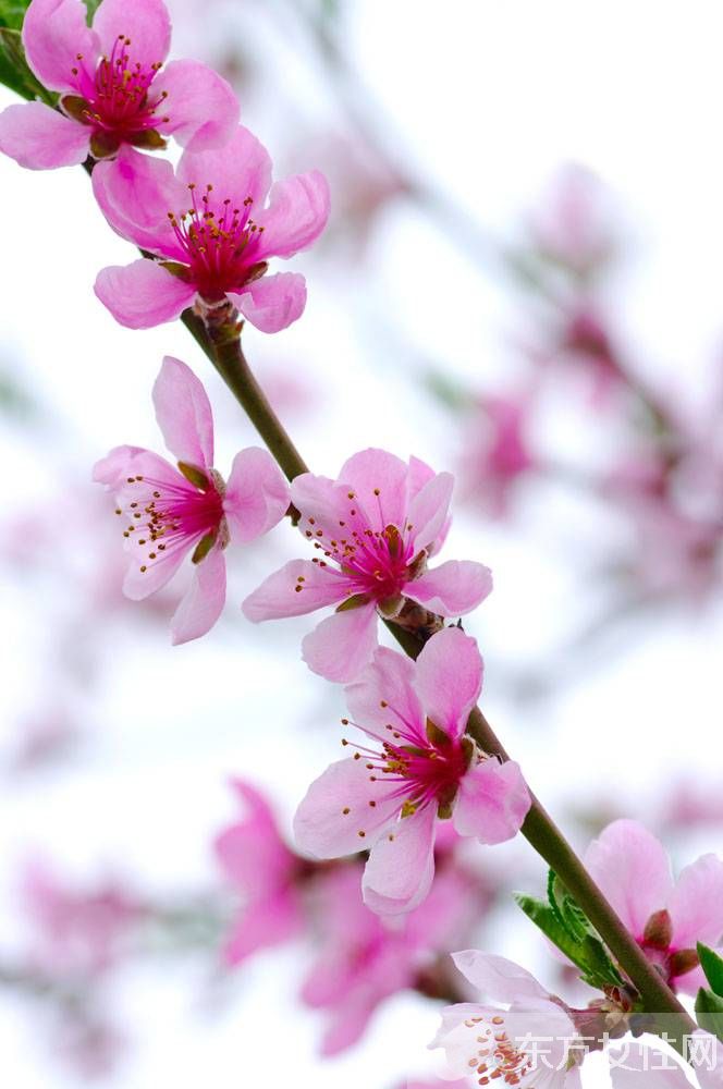 桃花什么時(shí)候開 你了解桃花嗎