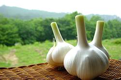 夏天野外室內(nèi)驅(qū)蚊方法 幾個(gè)妙招令蚊子消失的無(wú)影蹤