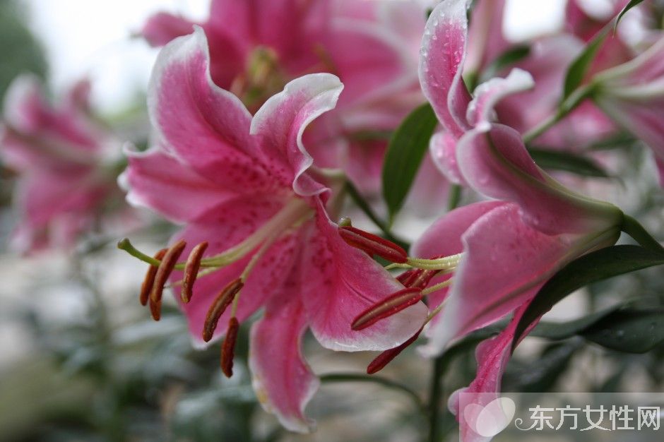 香水百合花語及傳說大全  香水百合應(yīng)該怎么養(yǎng)