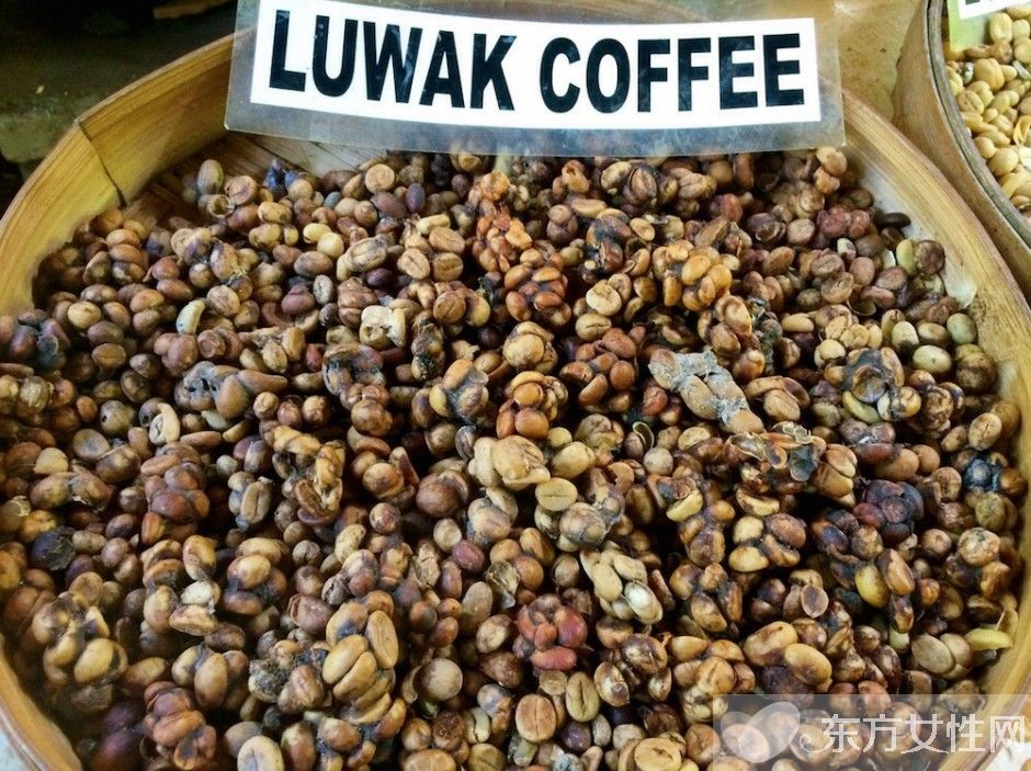 貓屎咖啡的由來 貓屎咖啡怎么泡