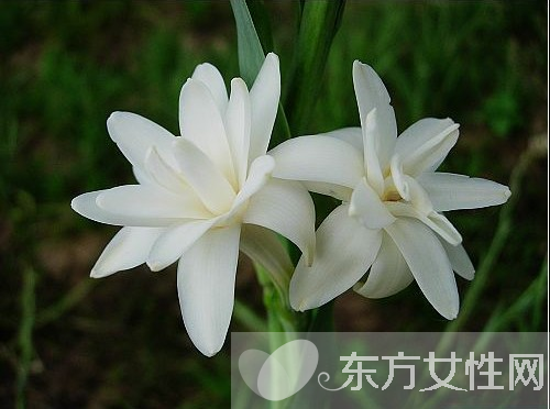 驅(qū)蚊的植物有哪些 9大夏季驅(qū)蚊謠言你知多少