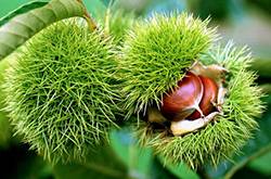 生板栗怎么去皮 這么去皮方便又快捷