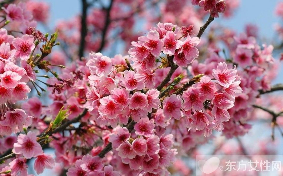 櫻花的花語(yǔ)是什么 櫻花的愛(ài)情傳說(shuō)是怎樣的