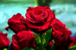 玫瑰的花語(yǔ)是什么 玫瑰的藥用價(jià)值居然這么龐大