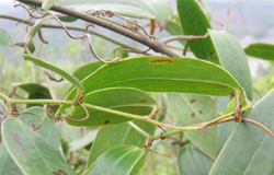 土茯苓的作用功效及食用方法介紹