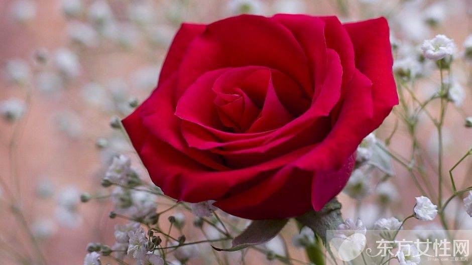 英國國花是什么 玫瑰花代表的寓意