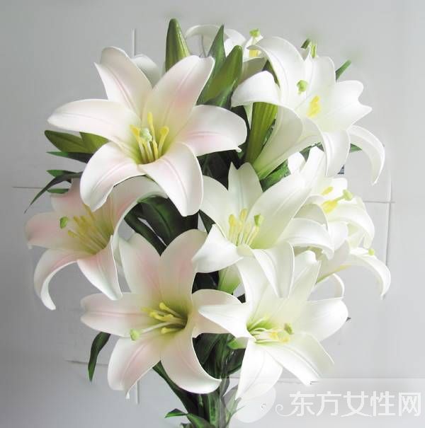 香水百合花語(yǔ)是什么 美麗的香水百合居然有毒