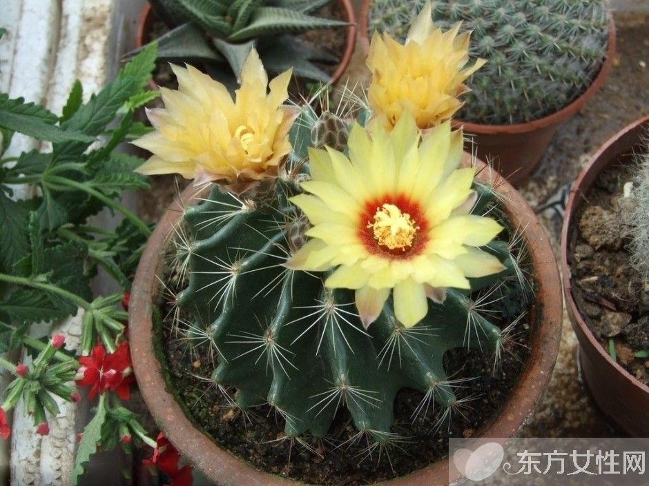 仙人球的花語是什么 養(yǎng)仙人球的風水要求你了解嗎