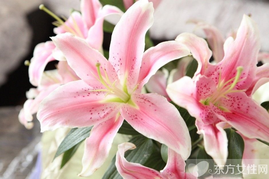 香水百合花語(yǔ)是什么 美麗的香水百合居然有毒