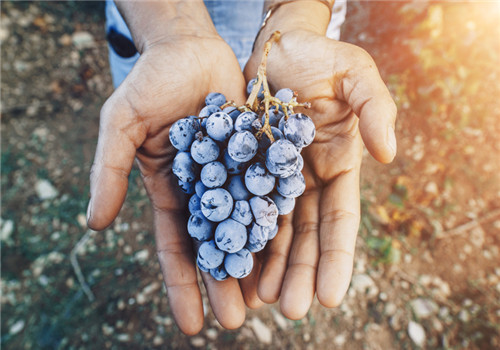 提子的營養(yǎng)價值有哪些 多吃提子有什么好處