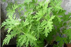 驅(qū)蚊的植物有哪些 9大夏季驅(qū)蚊謠言你知多少