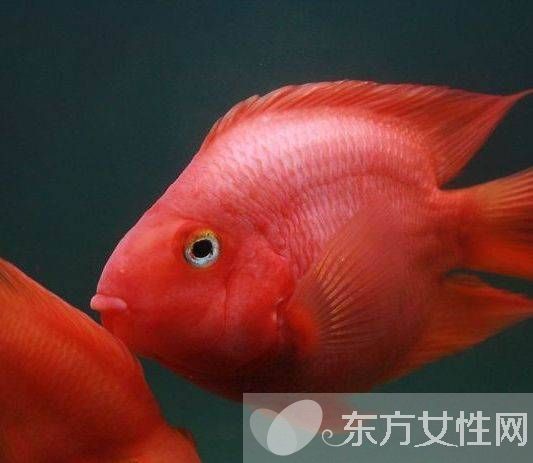 血紅鸚鵡魚怎么養(yǎng) 五大飼養(yǎng)技巧教會(huì)你