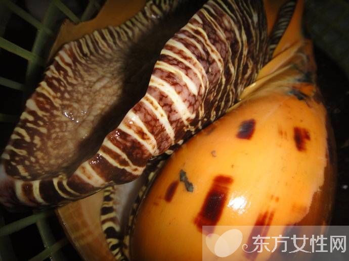 油螺的做法大公開(kāi) 揭油螺的7大營(yíng)養(yǎng)價(jià)值